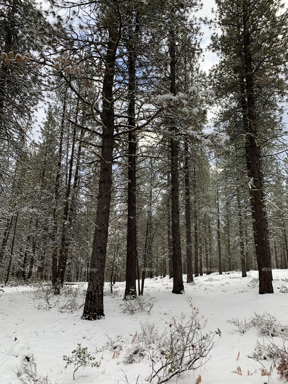 A forest to tall trees covered in white snow 