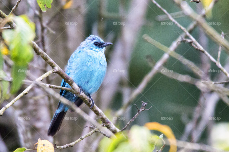 Verditer Flycatcher (Eumyias thalassina)