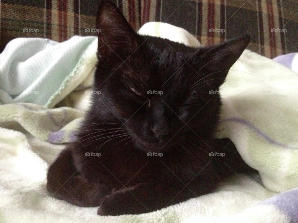 Black cat sleeping under a bedcover