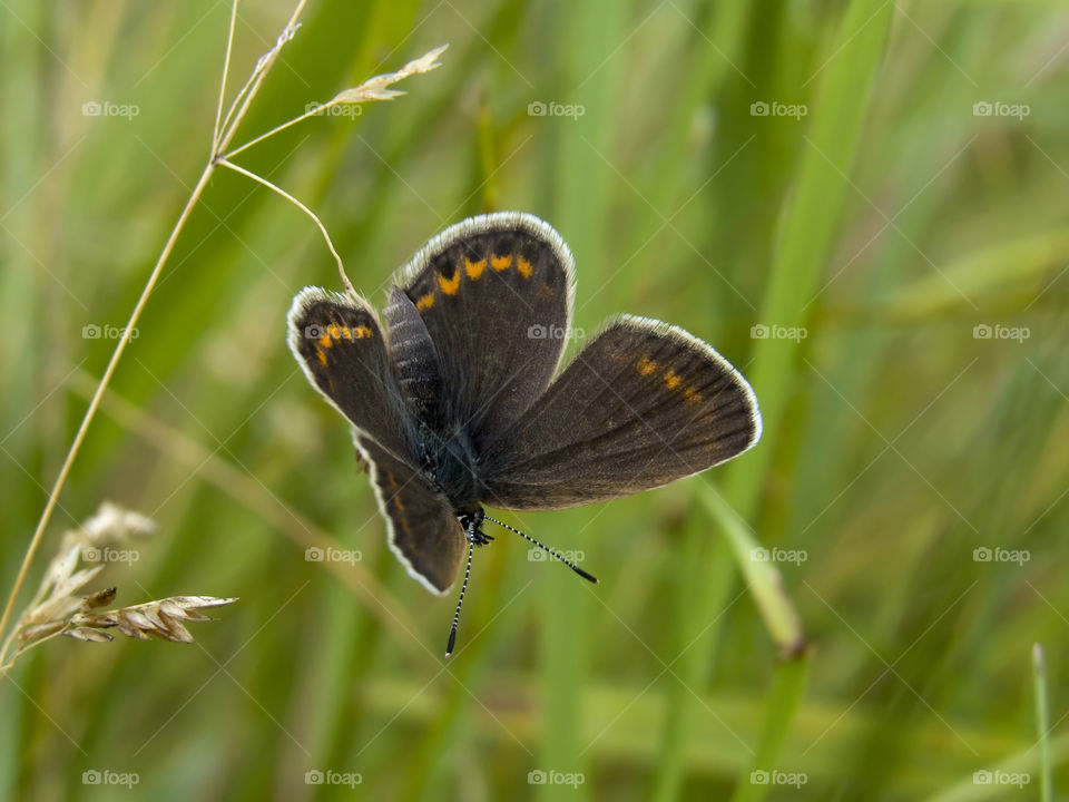 Common blue butterfly