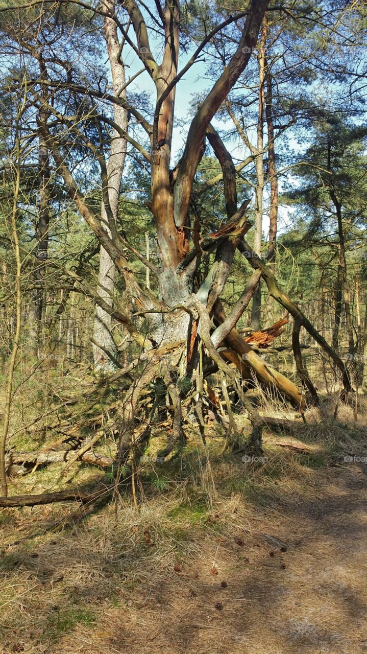 Dead Tree. Photo taken in the forest.