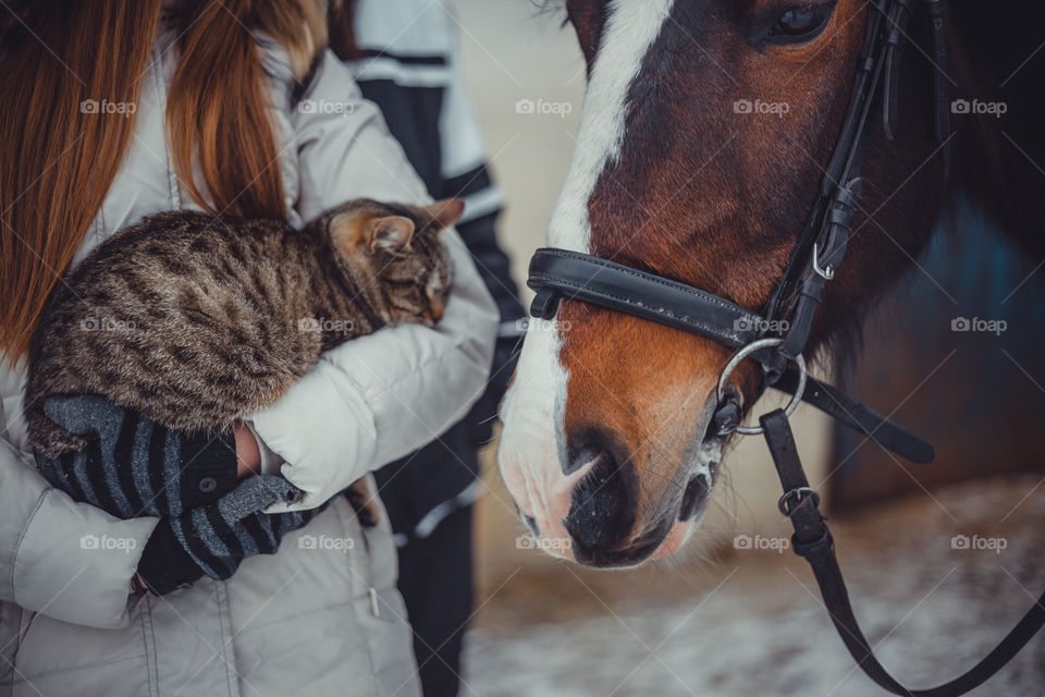 Horse and cat in a girl hands