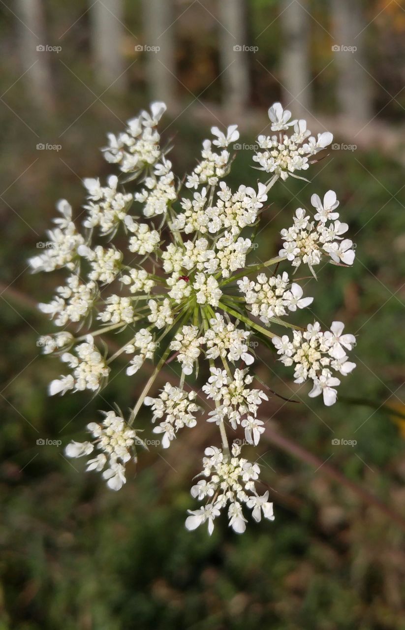 Little white flower cluster. closeup cluster of little white flowers