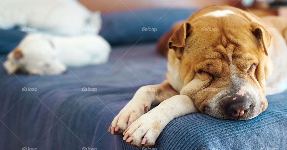 Dulces Sueños. Durmiendo como príncipes