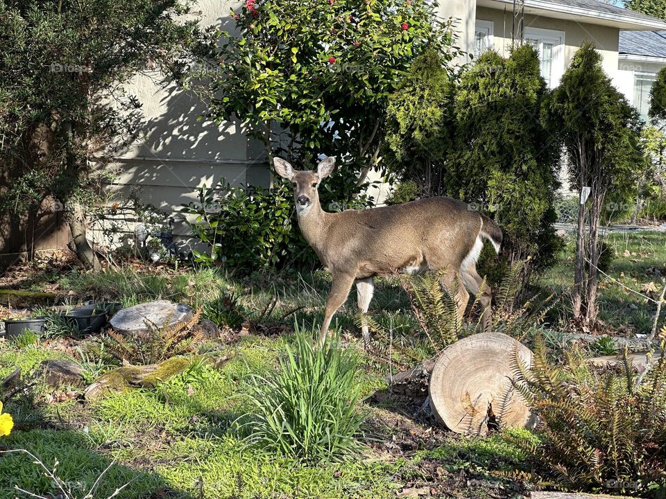 Deer in front of the house 