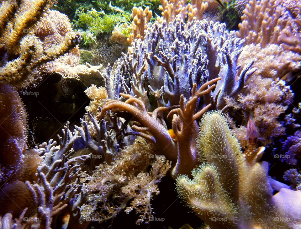 under water World with corals
