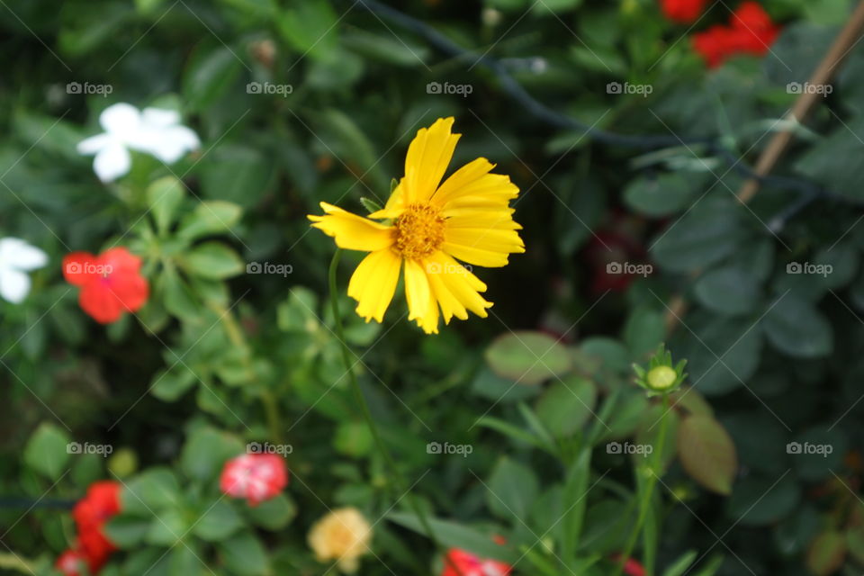 portrait of a flowers