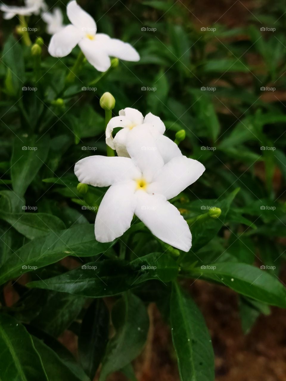 portrait of a flowers