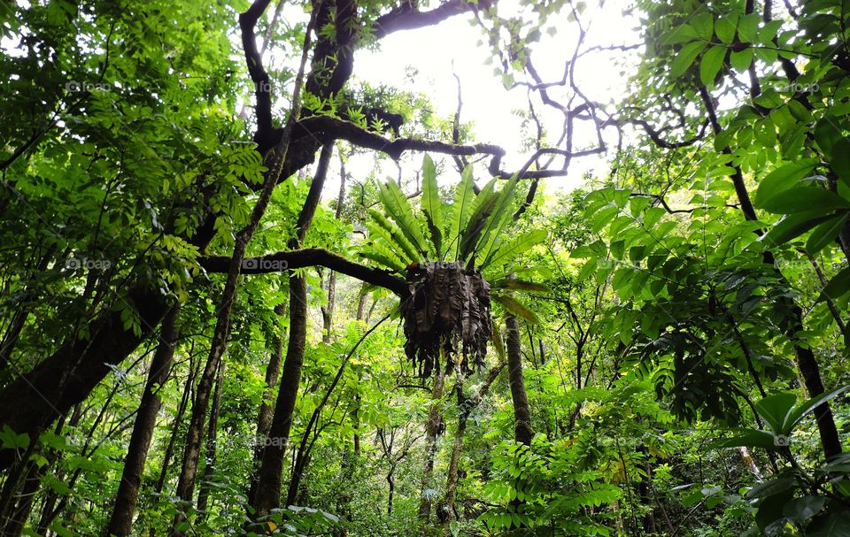 Forest Maui Hawaii. Forest Maui Hawaii forest 