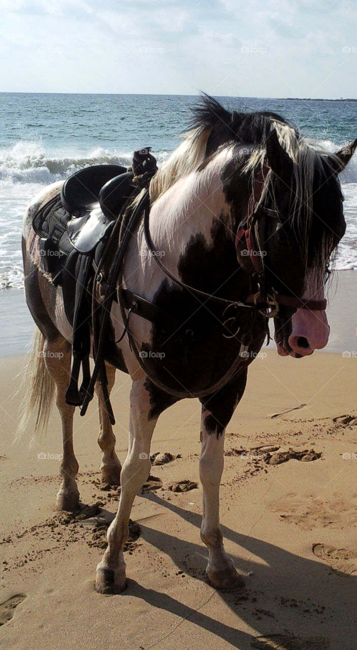 Close-up of a horse standing on beach