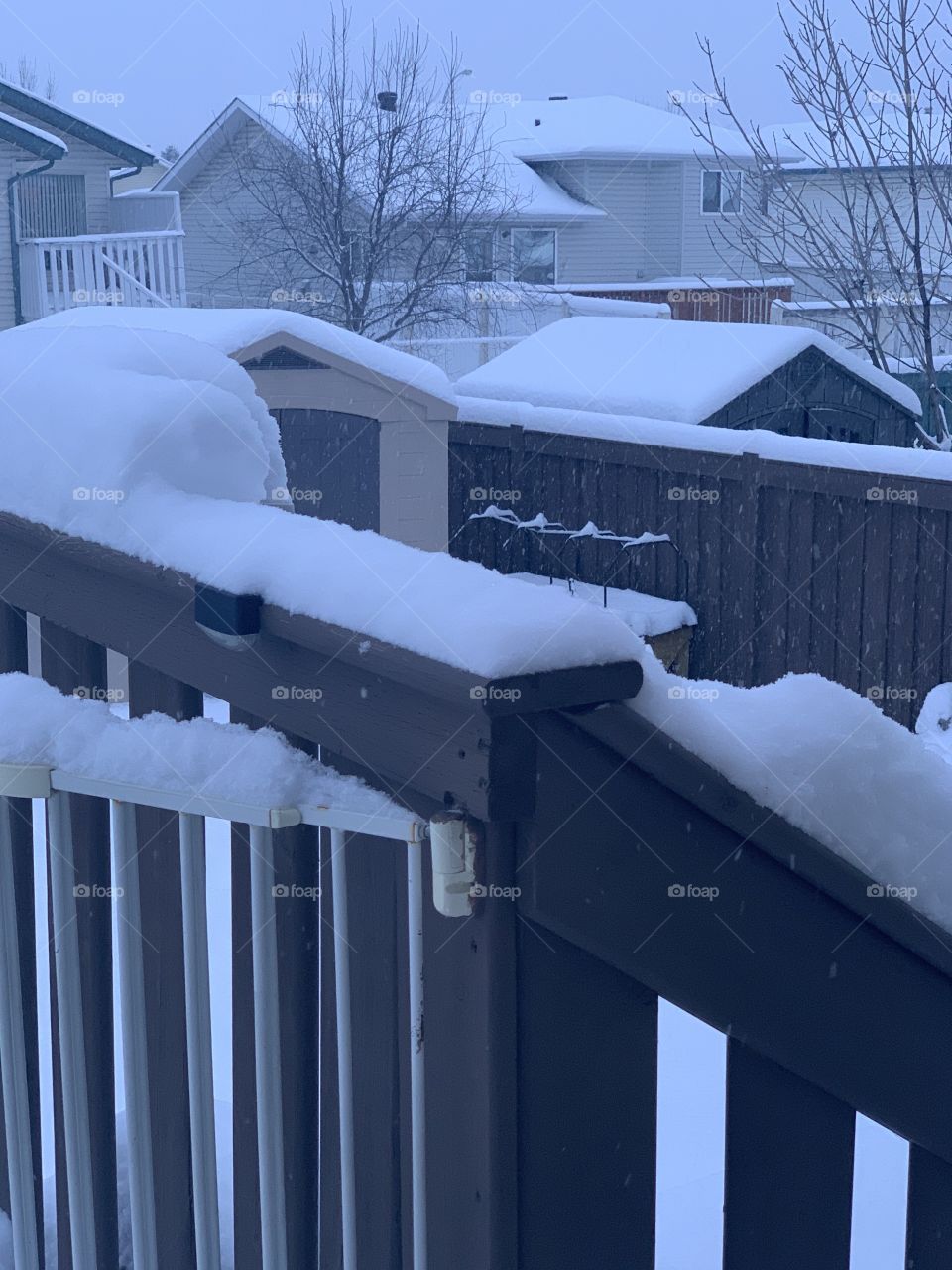 Lots of snow in the back yard 