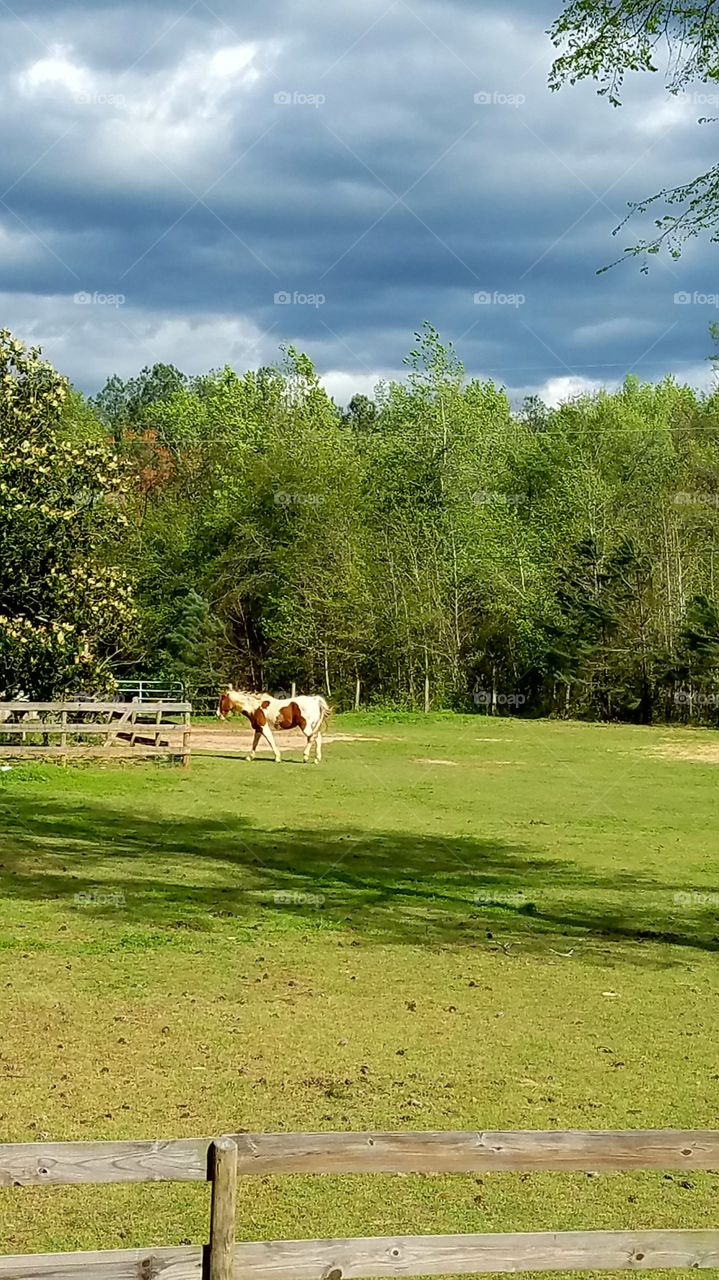 horse in a field in Georgia