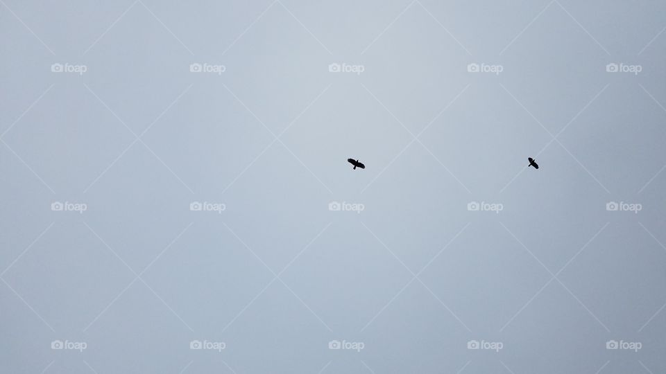 Bird, Flight, Sky, No Person, Wildlife