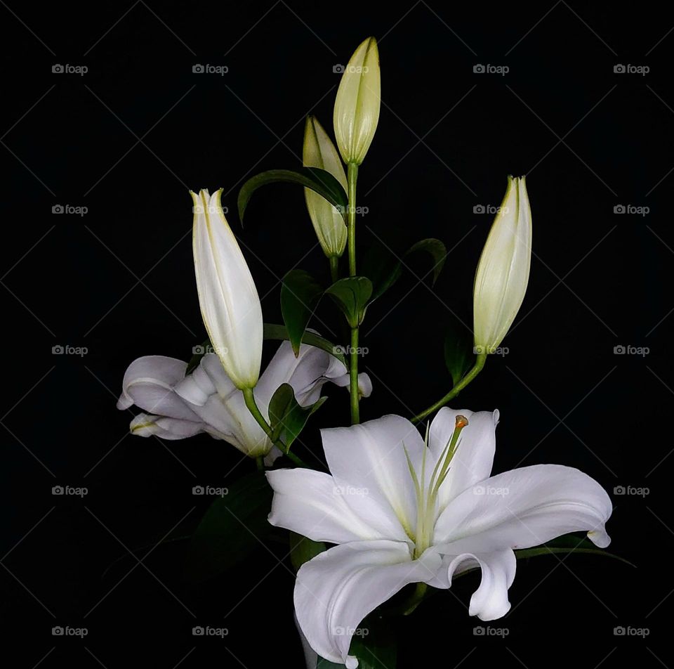 White lily 🤍 Flower in the vase 🤍 Black and white 🤍🖤