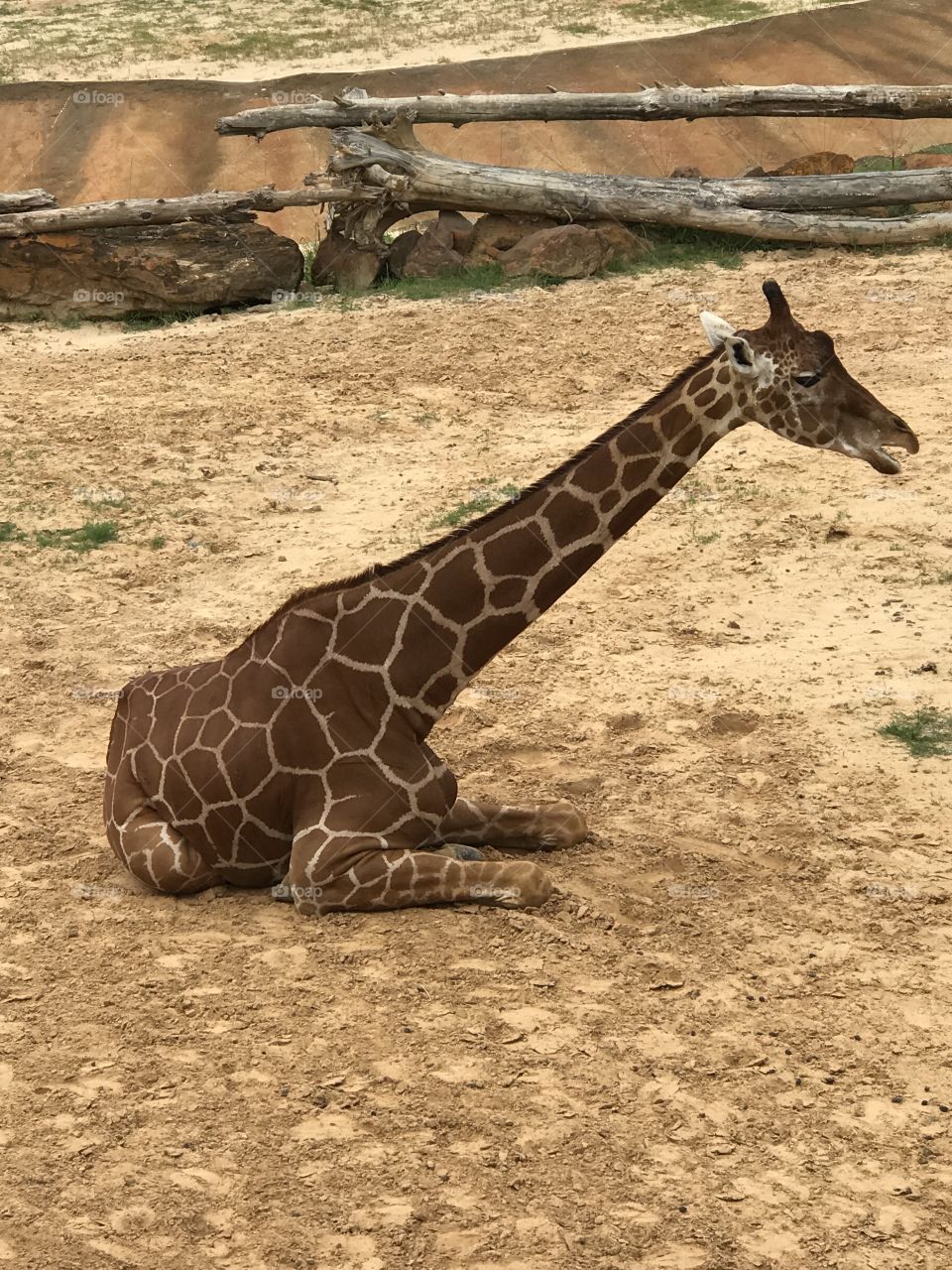 Giraffe On Break