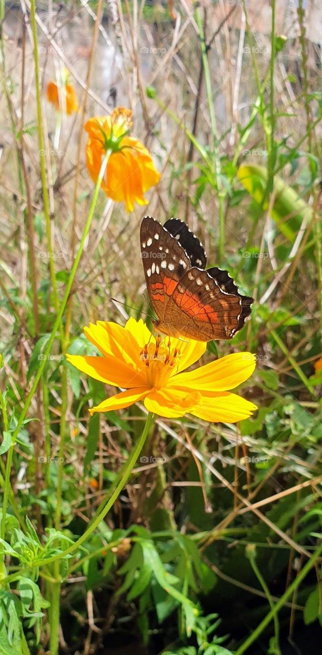 spring, wild flowers beautiful colors, wallpaper, natural  yellow