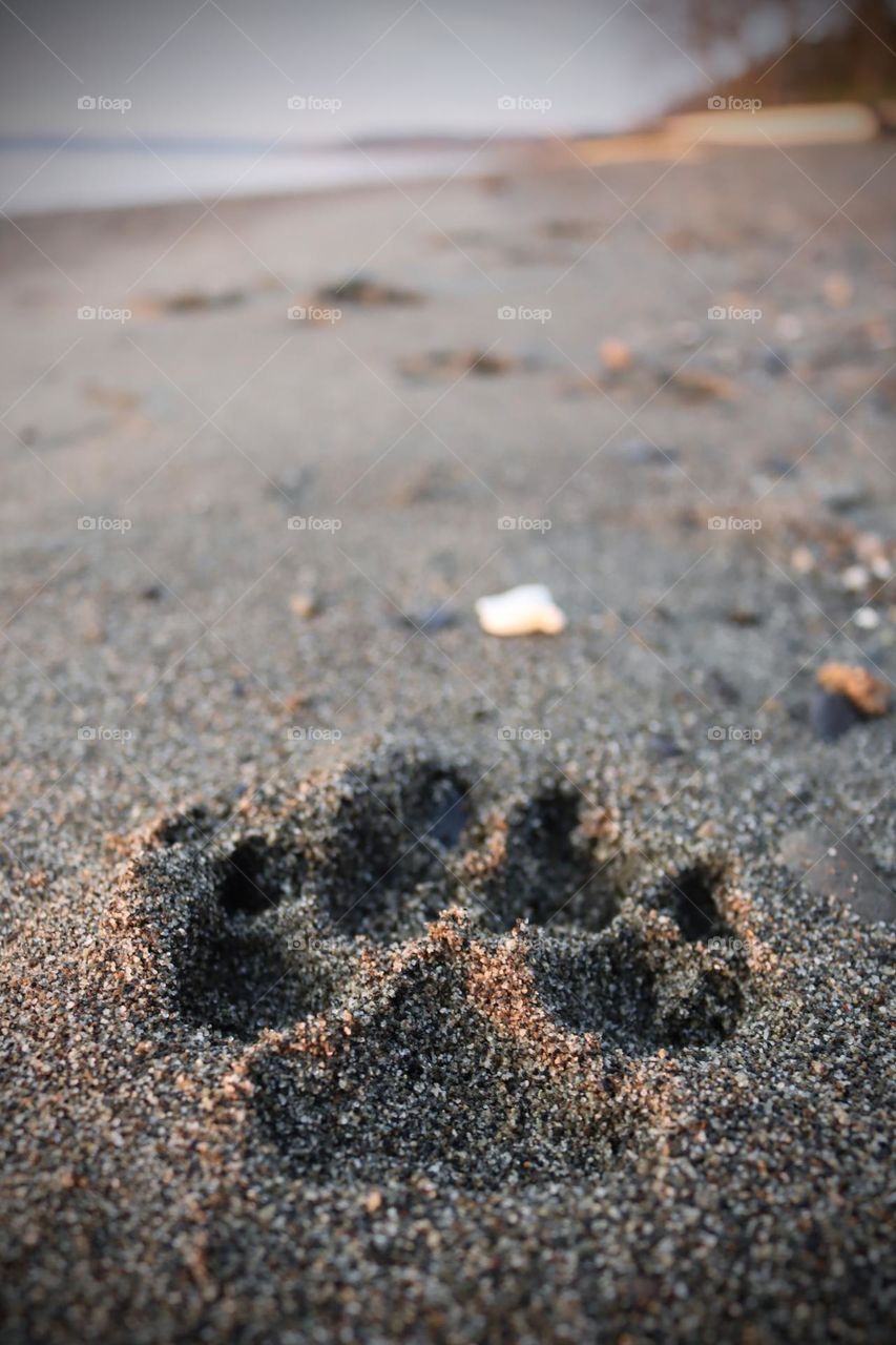 A dog’s paw print is embedded into a sandy beach at sunset 