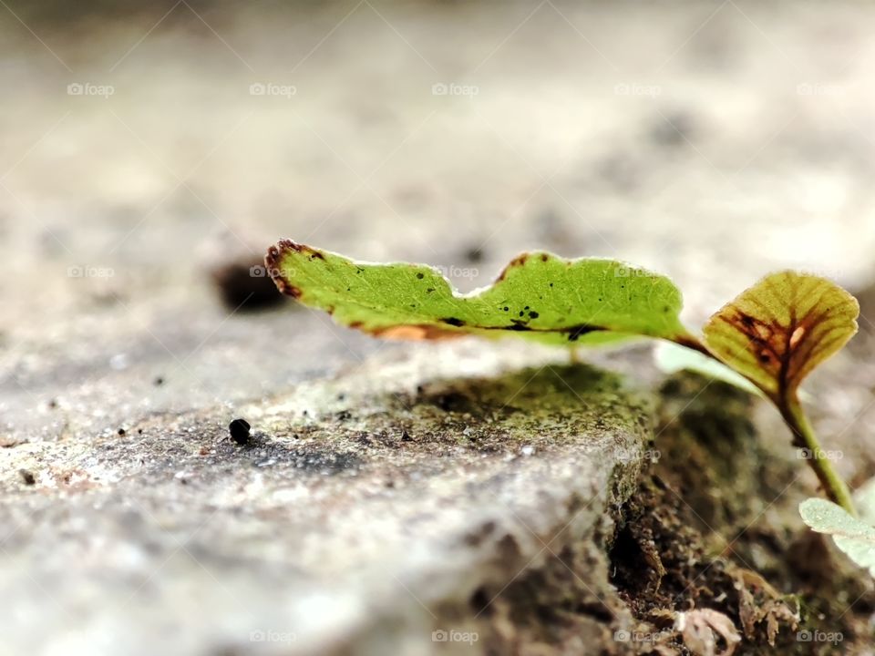 leaf on the ground