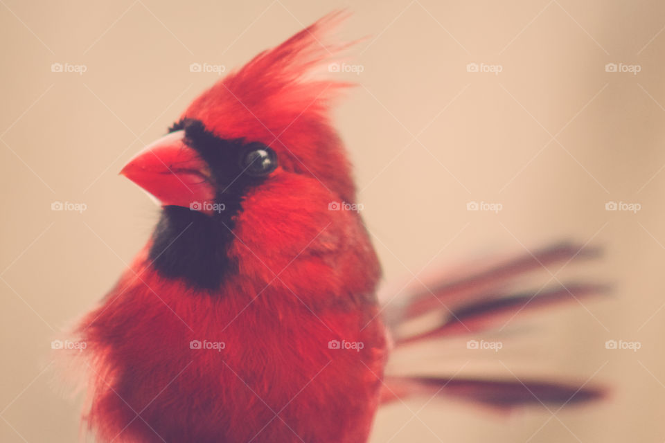 Male Cardinal in Winter