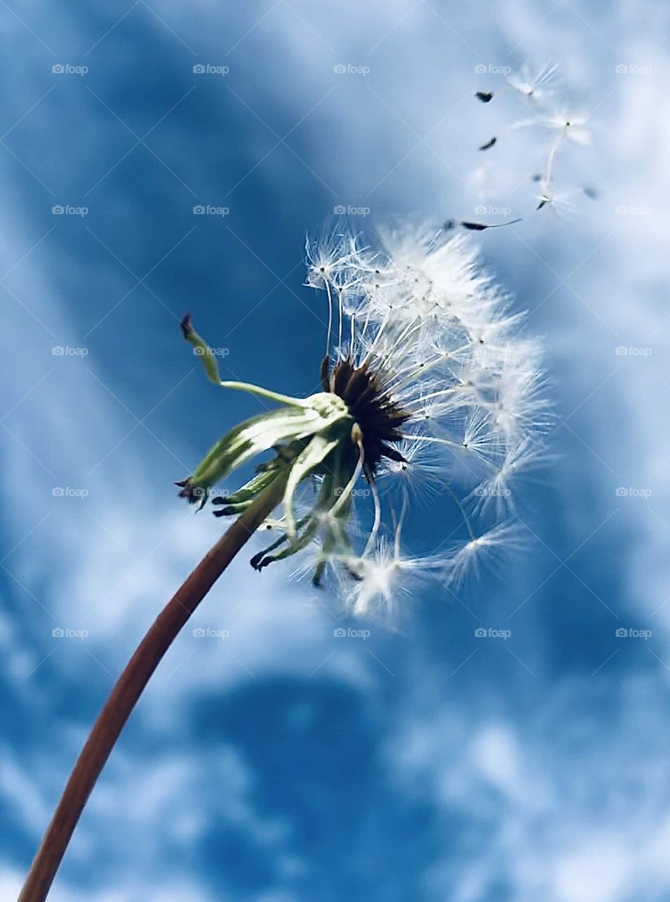 Dandelion seeds blown into the wind