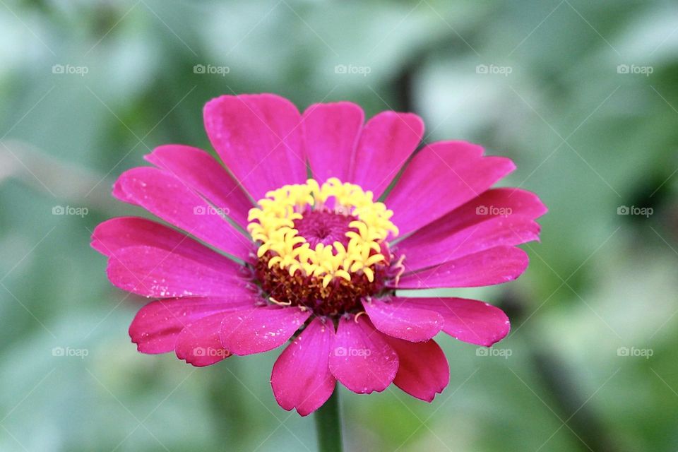 Pink Zinnia