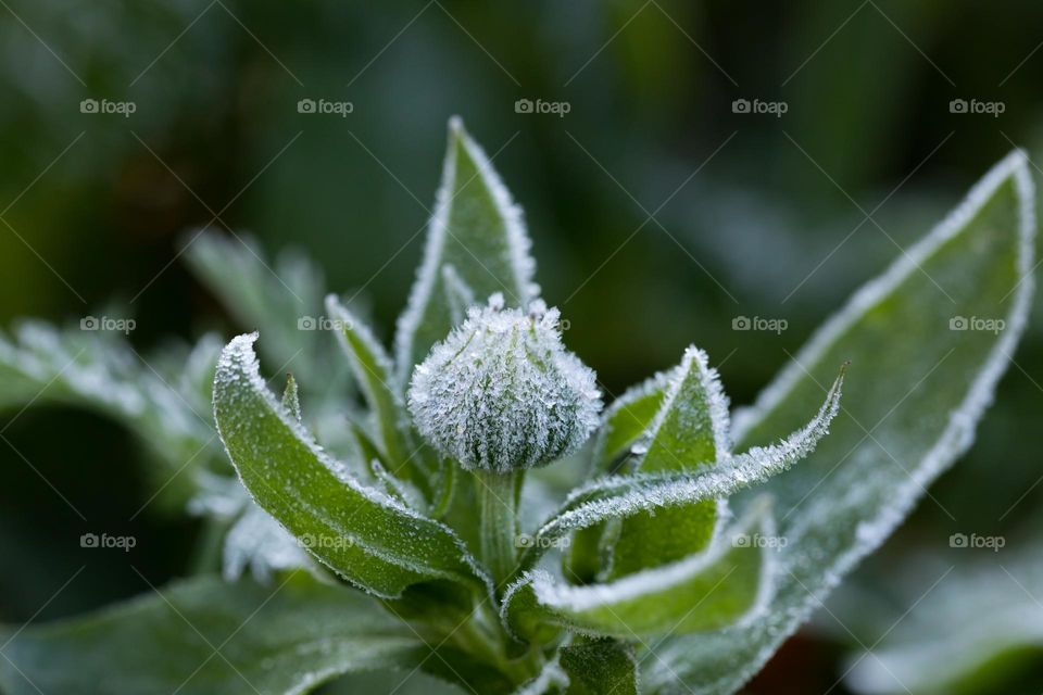 Closeup of green flower bud and leaves covered frost