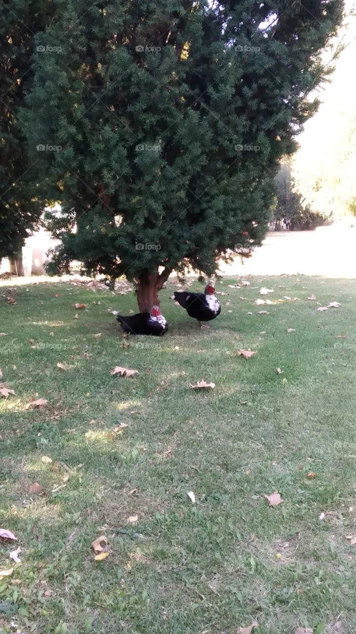 Ducks