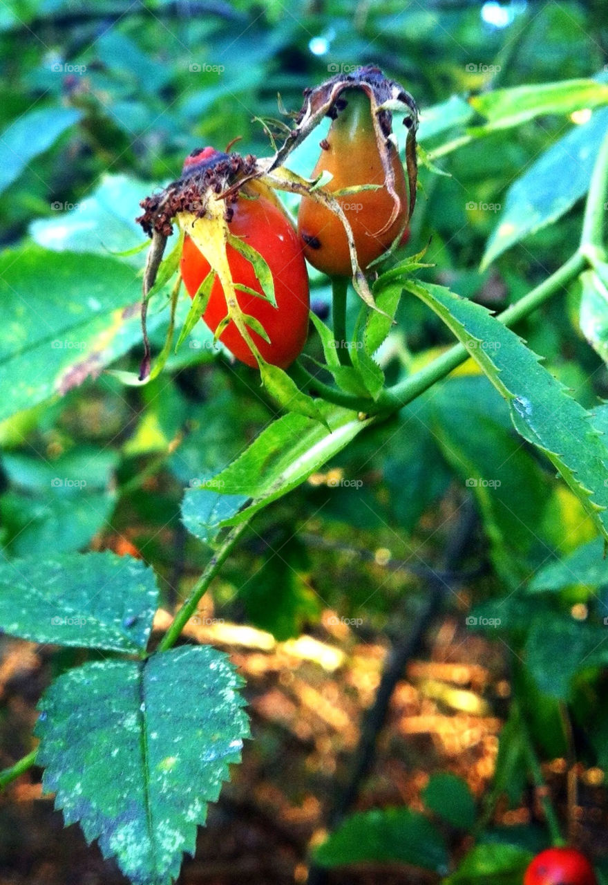 red rosehip by chattis