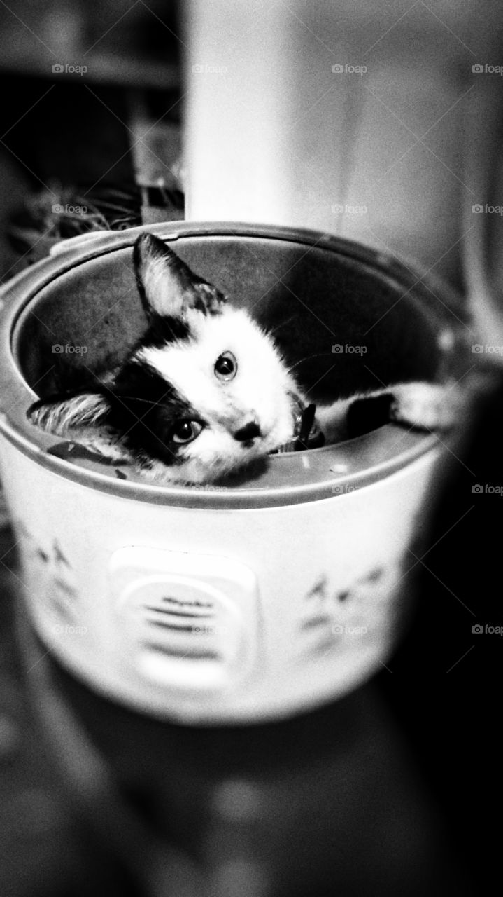 kitten, blac and white