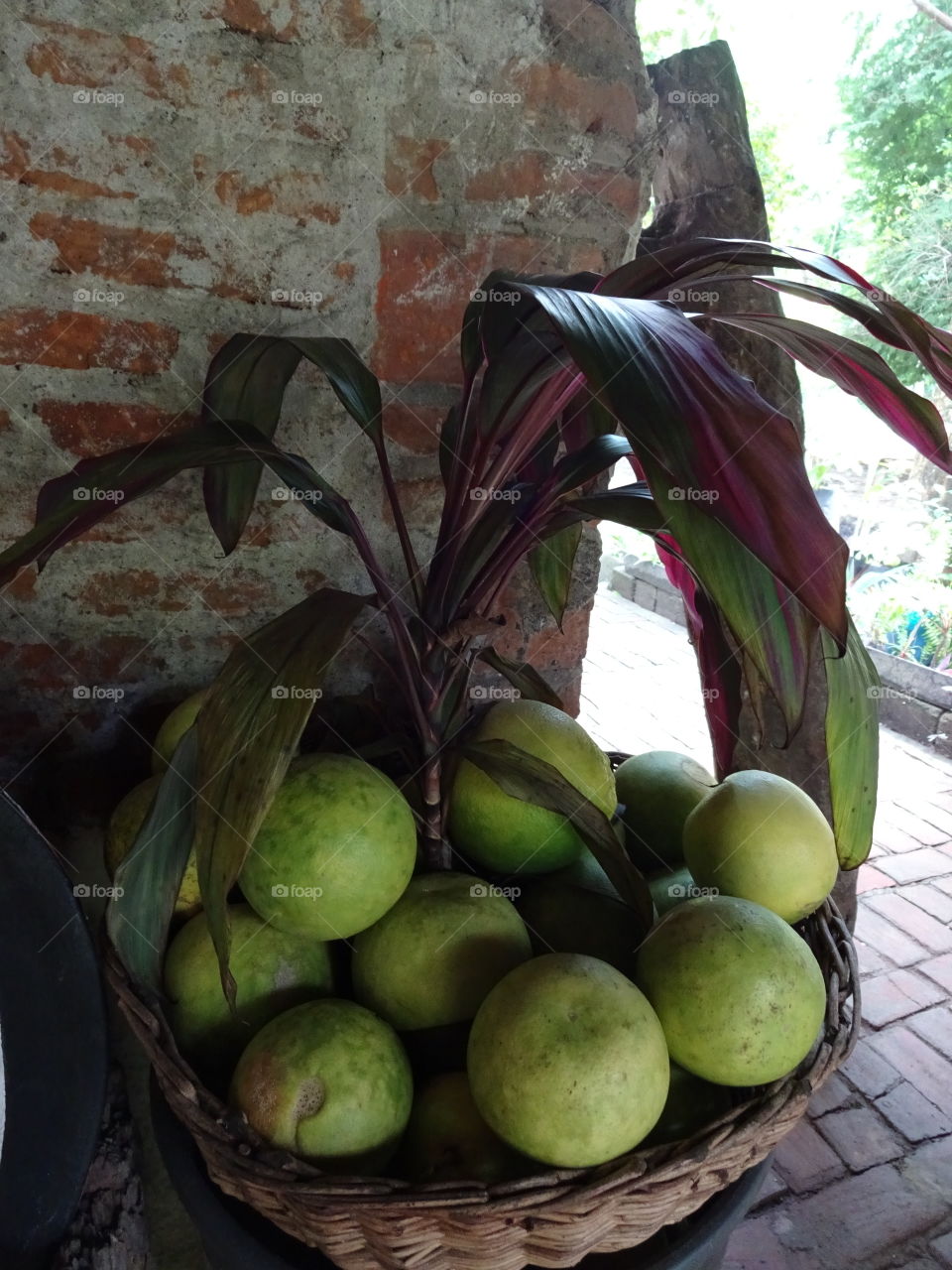 oranges in central America