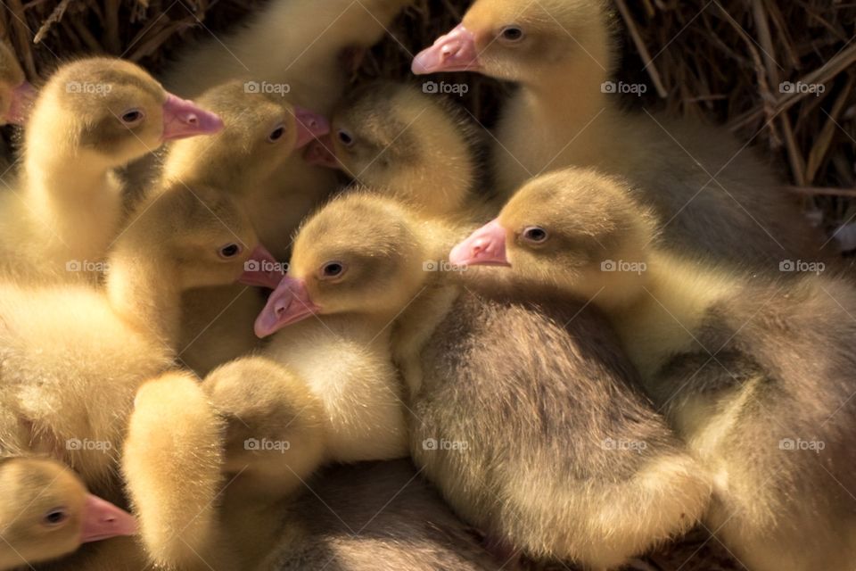 Goslings