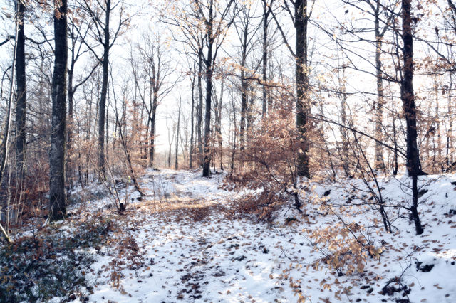Forest 