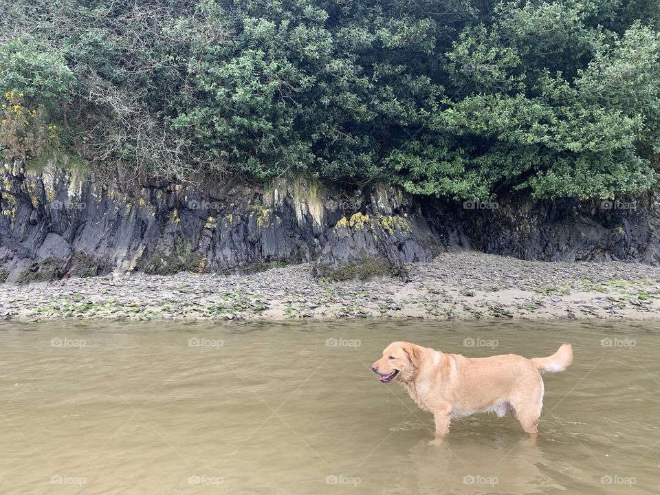 My dog loves water :)