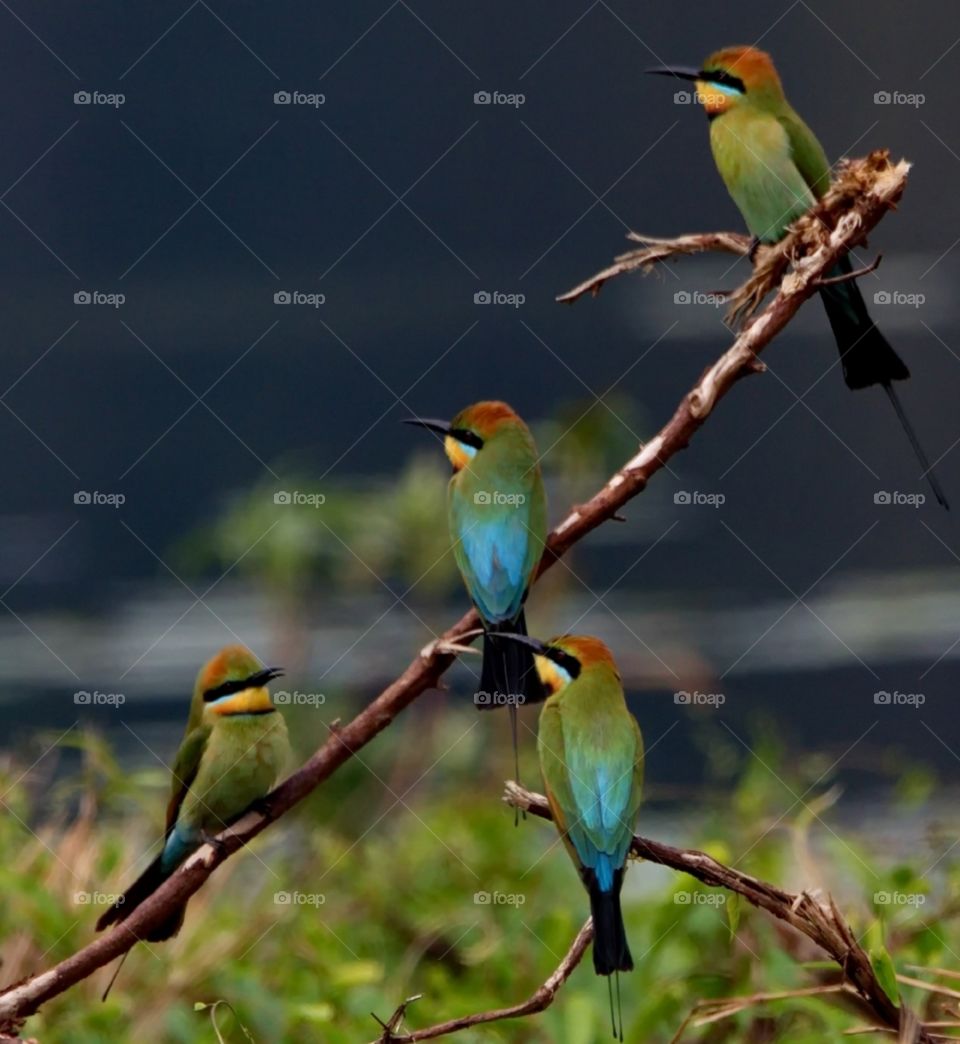  Rainbow Bee-eater