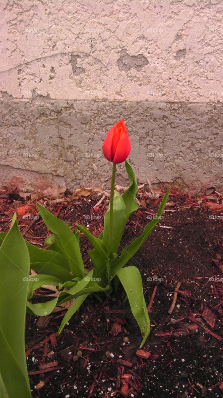 tulip ♡