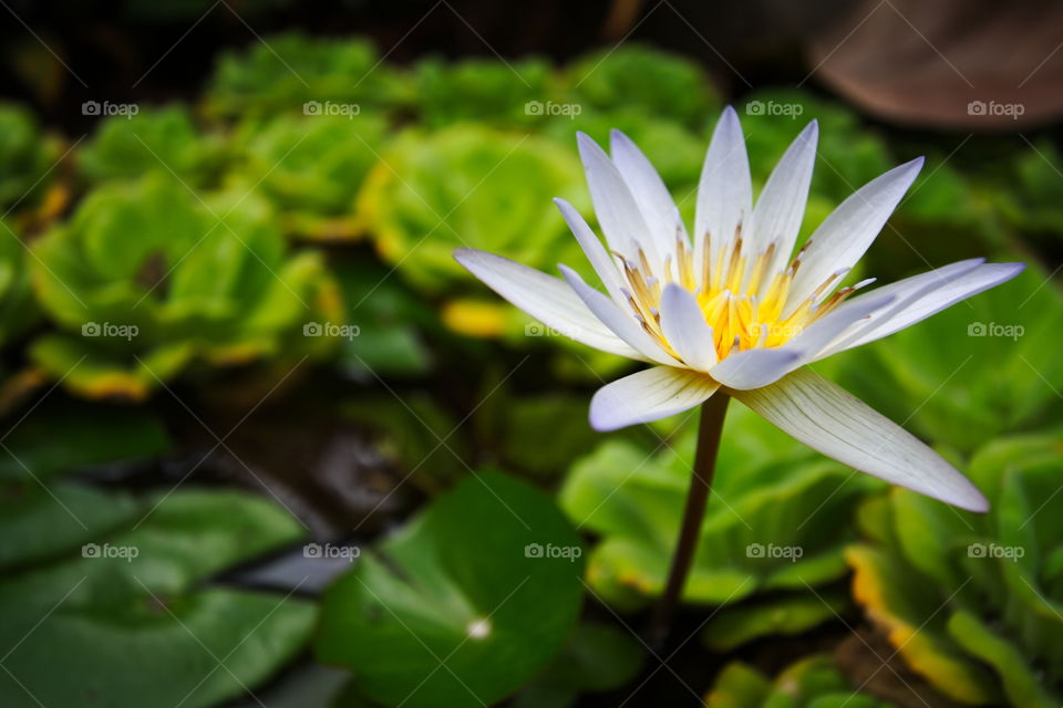 Single flower and plants