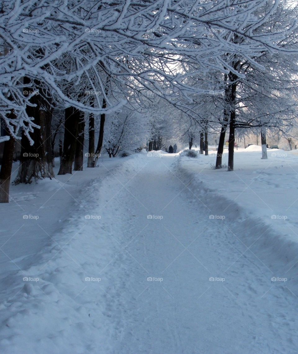 Winter path