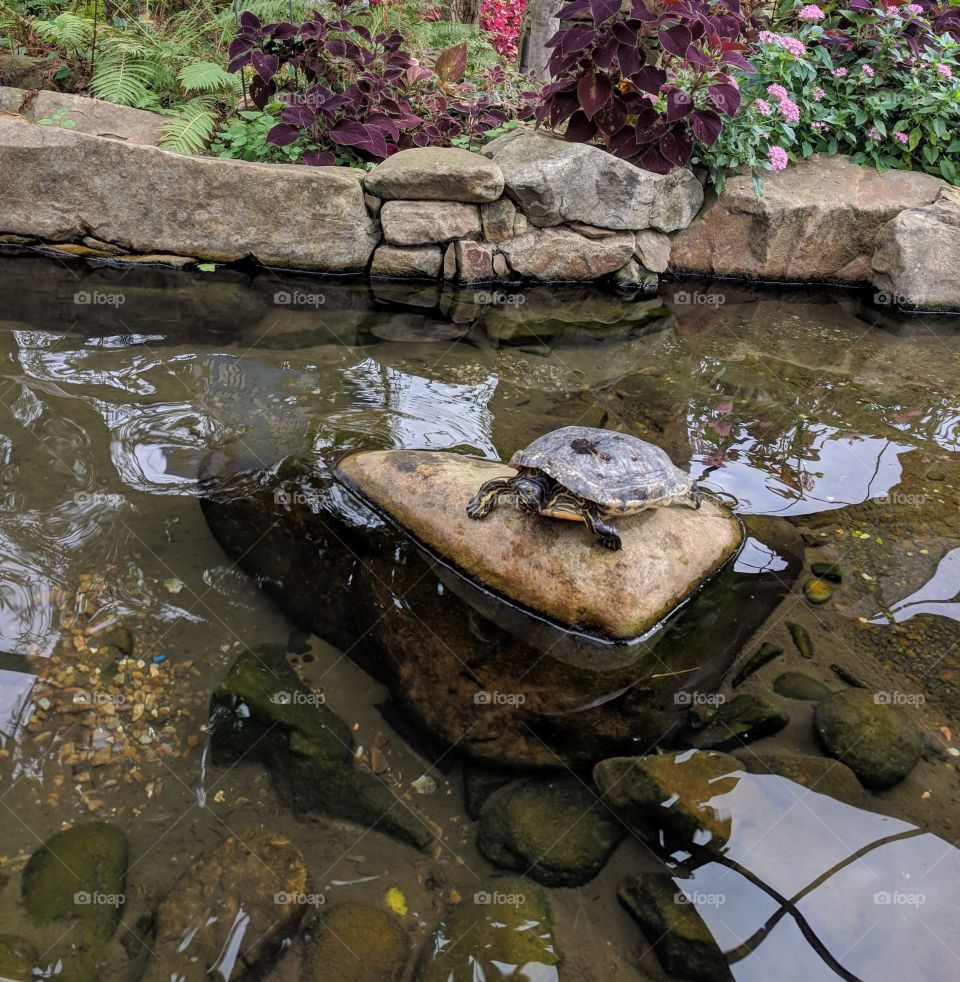 Turtle in aquatic garden