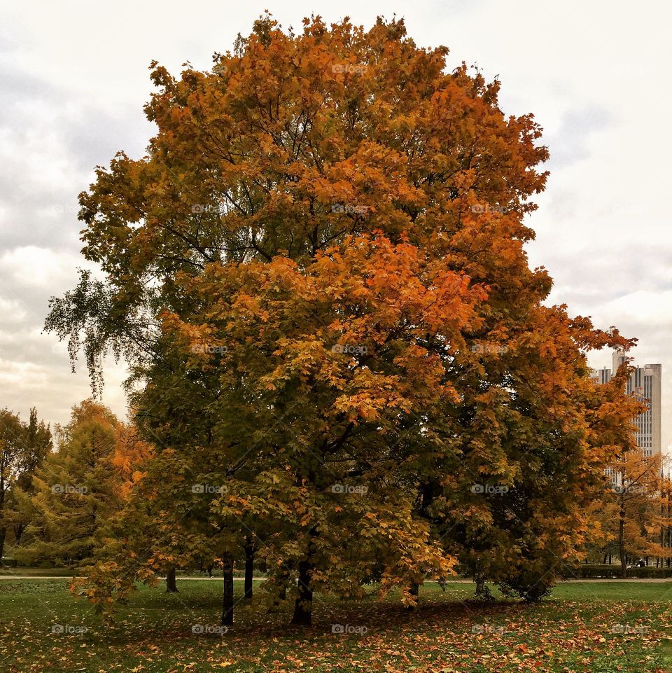 Осеннее дерево 