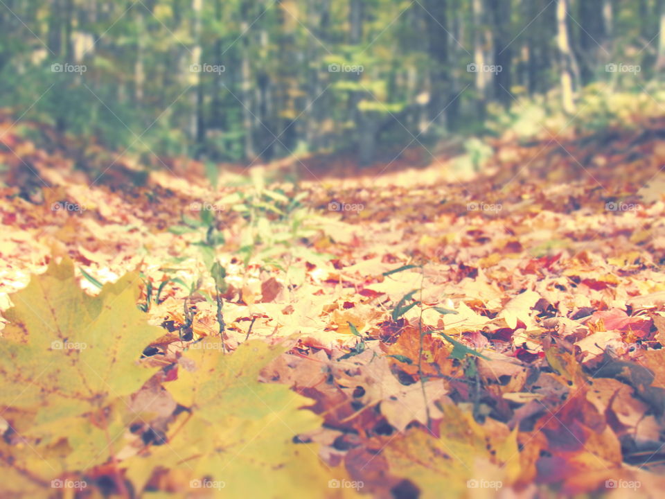 Leaves path way