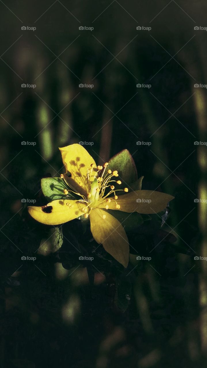 Early shadows. summer morning pleasures