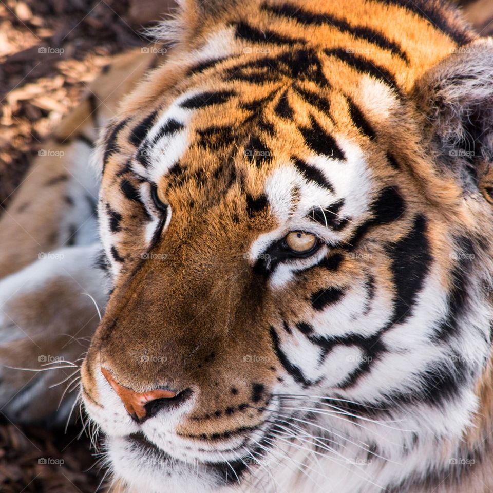 Tiger face