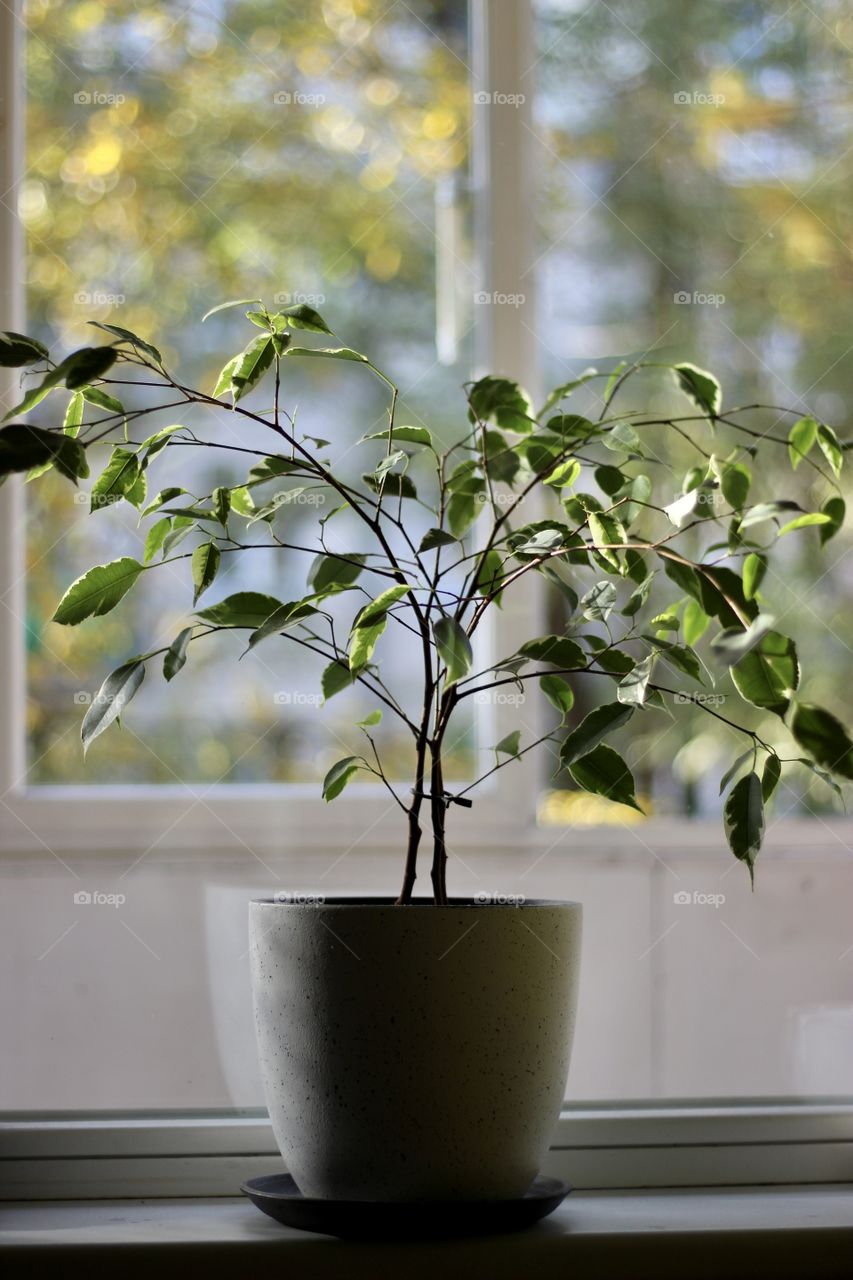 Perfect autumn colors