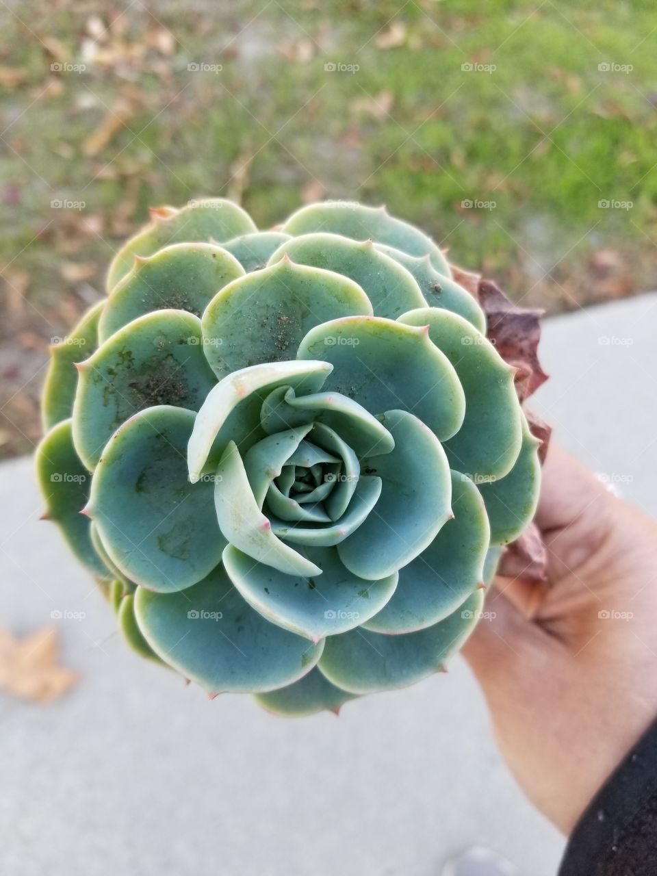 Succulent