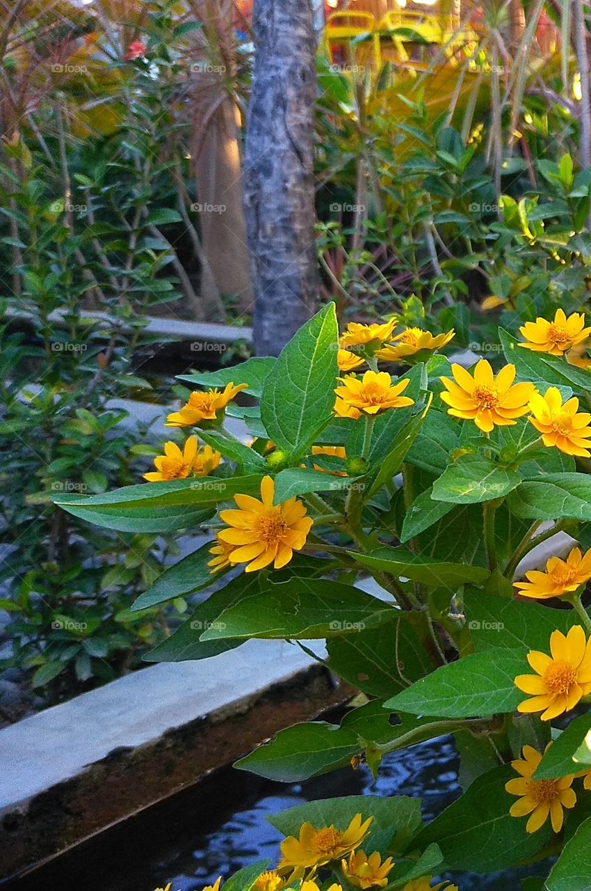 kebahagiaan itu seperti mekarnya bunga