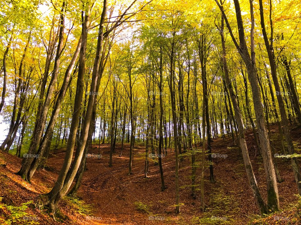 View of woodland in autumn