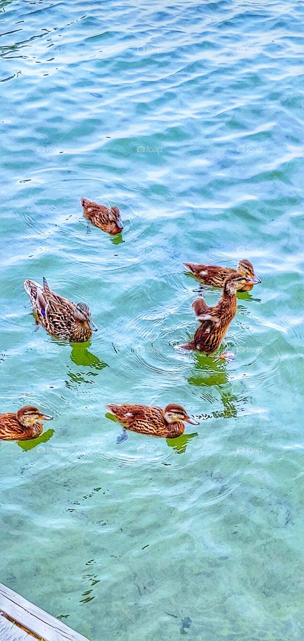 Mother Duck and her ducklings!