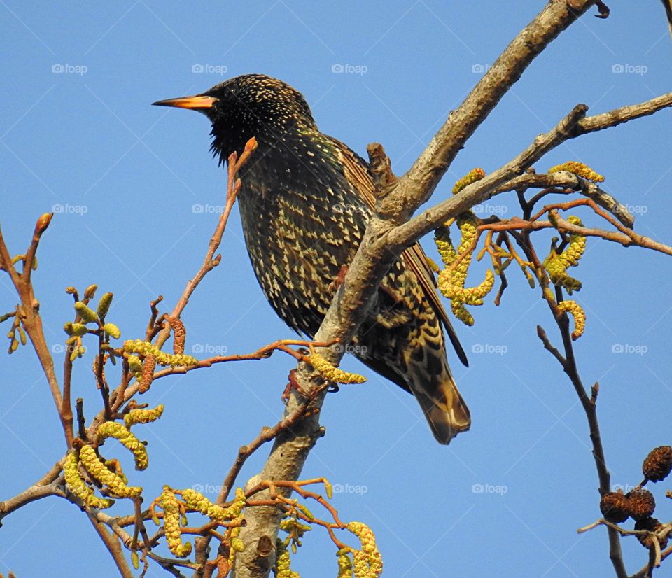 Starling