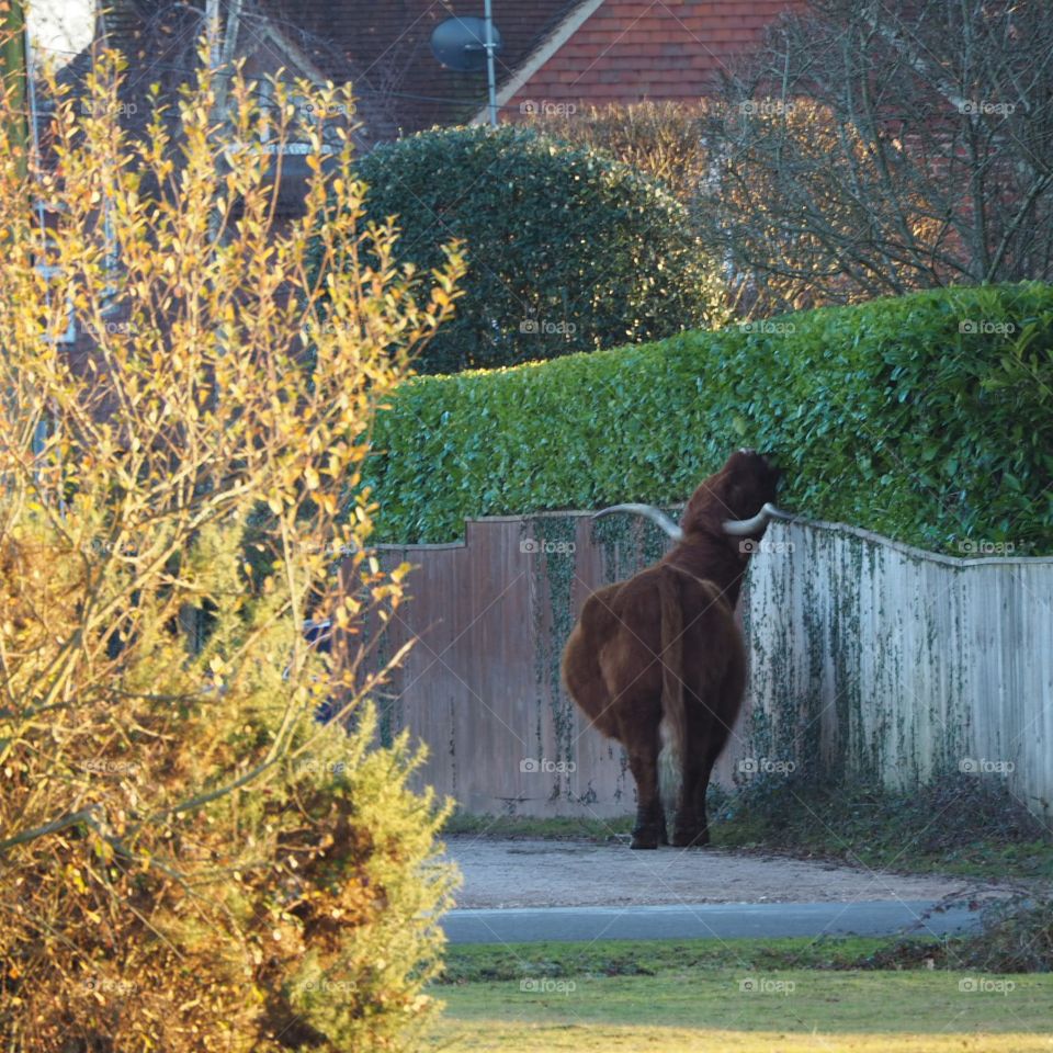 Cheeky Highland cow grazing on hedge in the New Forest