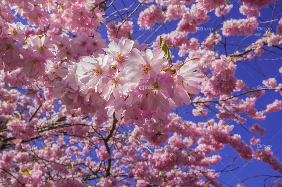 Low angle view of pink flowers